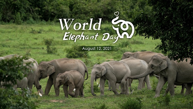 World Elephant Day Brings Attention To The Endangered African Elephant