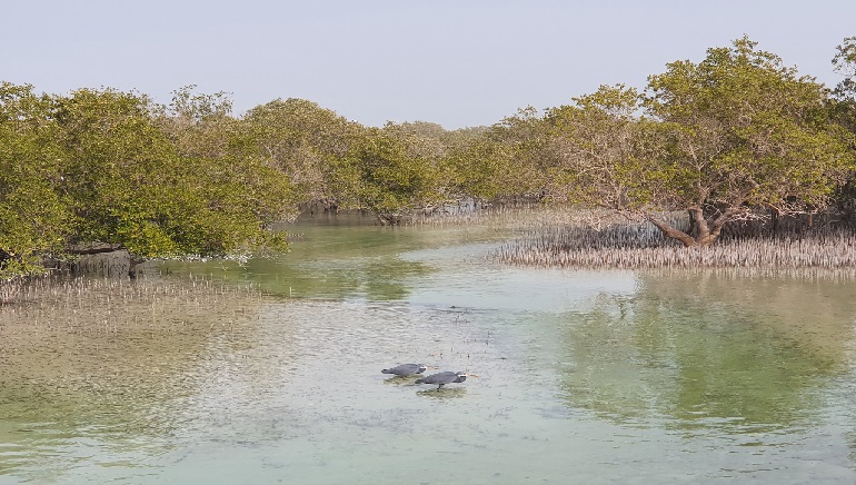 Abu Dhabi’s Mangroves Help Combat Climate Change
