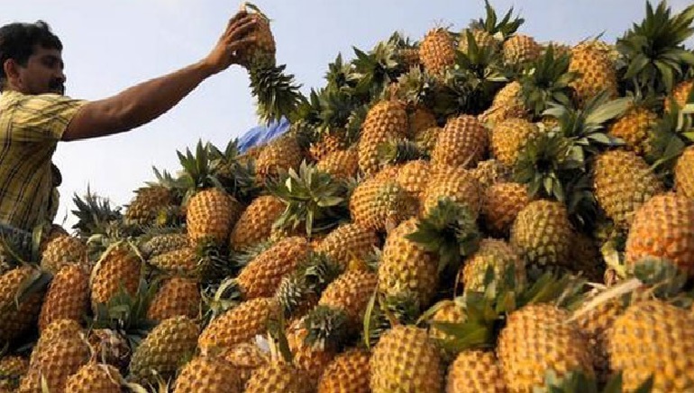 India Exports Pineapple Worth 14 Crore This Year To Three Major Countries: Dubai, Qatar, And Bangladesh