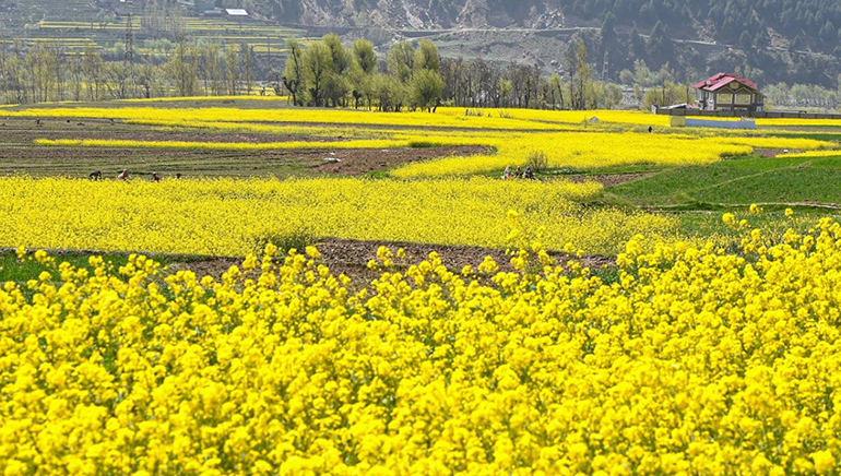 India gives environmental clearance for gene-modified mustard
