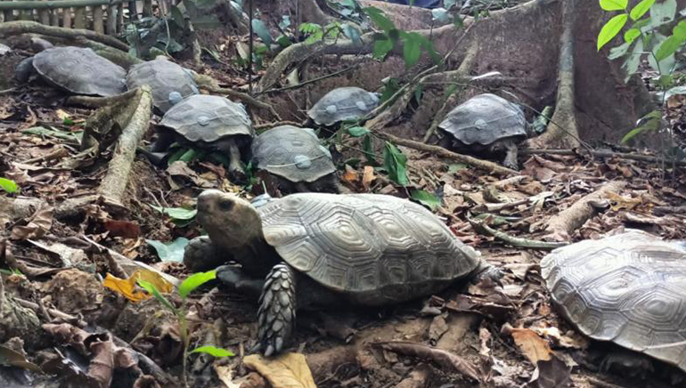 10 Captive-bred Asian giant tortoises rewilded in Nagaland