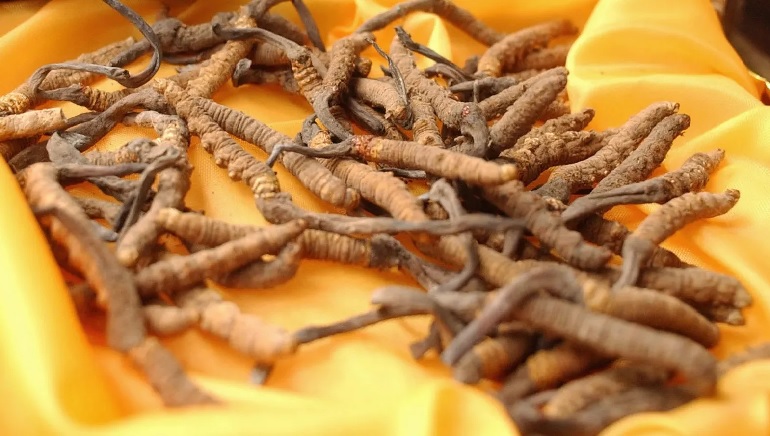Chinese Soldiers Entered India to Collect Cordyceps Fungus, Says Report