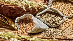 India’s Wheat Output May Set New Record in 2022-23