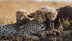 South Africa Signs MoU to Translocate More Than 100 Cheetahs to India