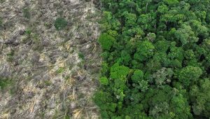 Germany Pledges €200 Million for Amazon Forest