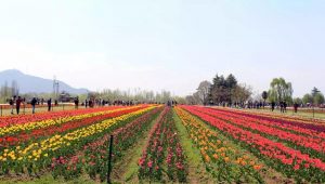 Asia’s Largest Tulip Garden in Srinagar Reopens
