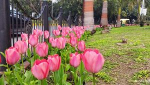 Delhi Hosts G20-Themed Flower Festival