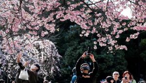People Return to Tokyo Parks for Cherry Blossom Picnics after 4 years