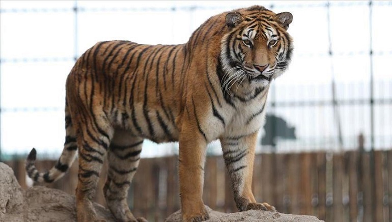 India’s Tiger Population Increases to 3,167