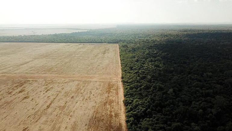 11 Soccer Pitches of Tropical Rainforest Lost In a Minute in 2022