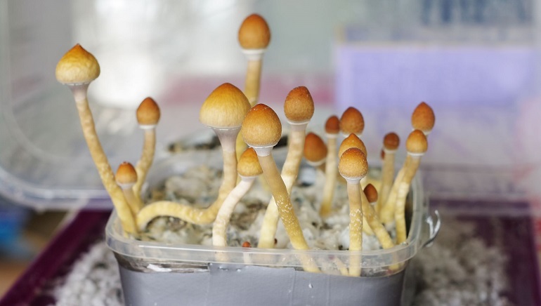 Magic Mushrooms Can Bring Help Women with Cancer