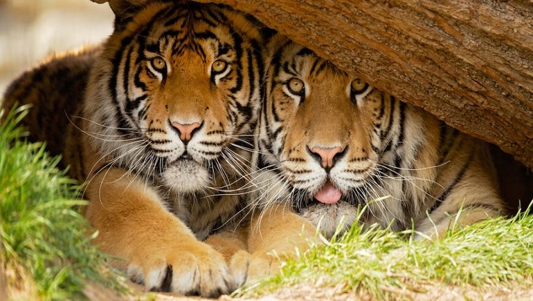 India Has 70% of World’s Tigers, Says PM Modi
