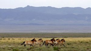 Mongolia Signs Landmark Climate Finance Deal For Its Grasslands