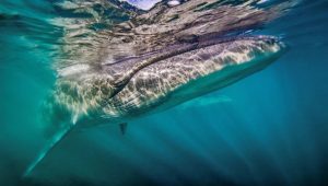 Giant Blue-Grey Sei Whales Returns After Disappearing For Over 100 Years