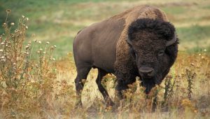 Reintroduced Bison Herd in Romania could Offset CO2 Equivalent to 2 Million Cars