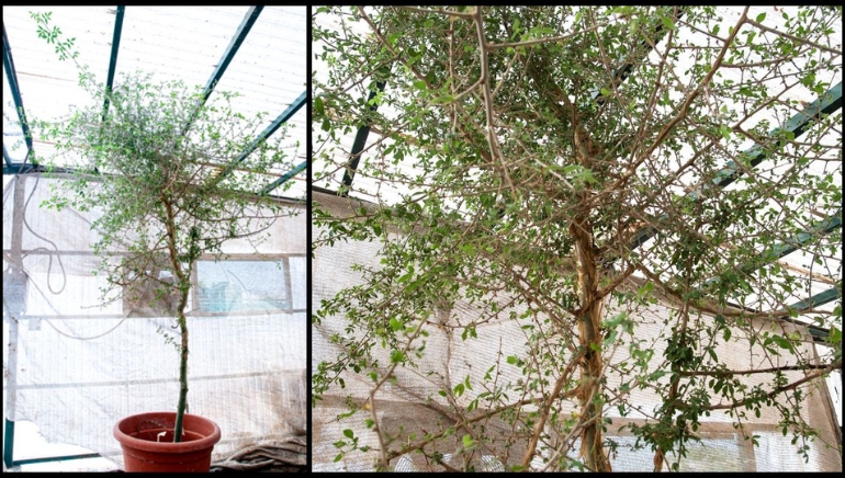 1,000-Year-Old Seed Revives Ancient Biblical Tree with Healing Powers