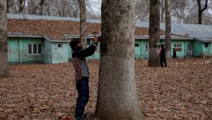 Kashmir’s Iconic Chinar Trees Get Geo-Tagged for Conservation