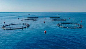 UAE’s ₹4,000 Crore Investment to Boost UP’s Fisheries with AI-Driven Aquaculture