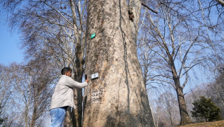 J&K Assigns Digital Aadhaar to Chinar Trees to Boost Conservation