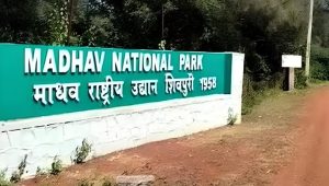 Madhav National Park Declared India’s 58th Tiger Reserve, Strengthening Conservation Efforts