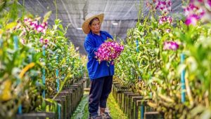 Thailand Maintains Top Spot as World’s Leading Orchid Exporter