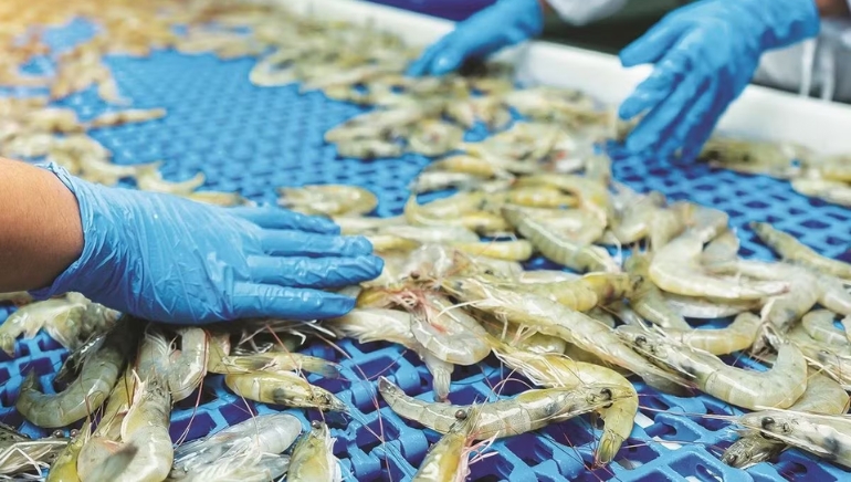 India’s marine exports hit record Rs 72,326 Cr in FY26 despite US tariffs, West Asia disruptions