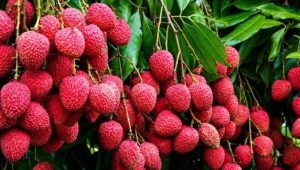Dehradun’s Premium Litchi Enters European Market with First Export to Italy