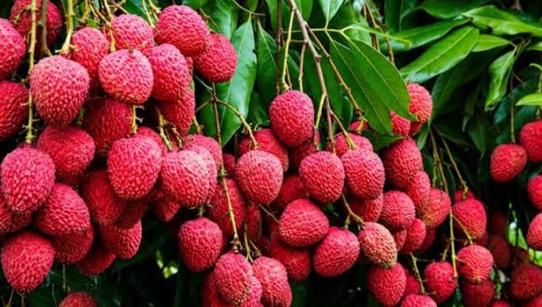 Dehradun’s Premium Litchi Enters European Market with First Export to Italy