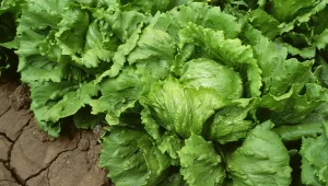 Africa Raises $900 Million to Boost Clean Cooking Initiatives 