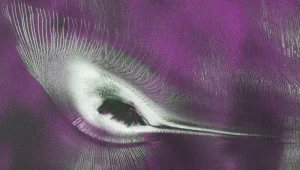 NASA-ISRO NISAR Reveals Hidden ‘Hummingbird’ Formation in Antarctica 