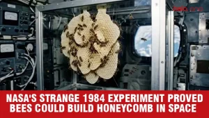 NASA’s Challenger Mission Sent 3,300 Bees Into Space to Test Honeycomb Building