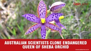 Plant Cloning Breakthrough Saves Rare Queen of Sheba Orchid