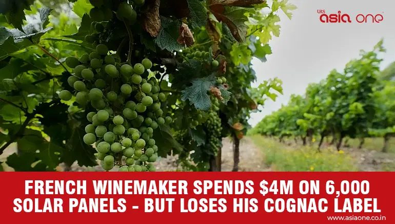 6,000 Solar Panels Protect French Vineyard but Cost Its Cognac Designation 