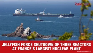 Massive Jellyfish Bloom Disrupts France’s Nuclear Power Generation