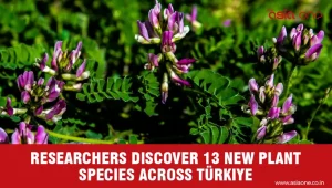 New Plant Discoveries Highlight Türkiye’s Remarkable Botanical Diversity
