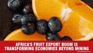 Zimbabwe Blueberry Exports Lead Africa’s Agricultural Transformation