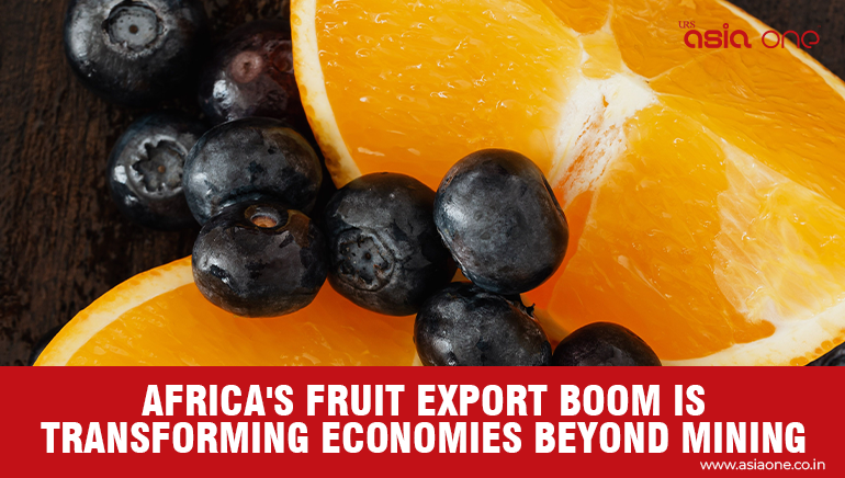 Zimbabwe Blueberry Exports Lead Africa’s Agricultural Transformation