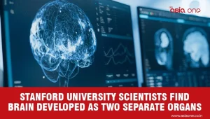 Stanford Study Reveals Two-Cell Origin of Human Brain Development
