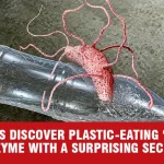 Scientists Discover Plastic Eating Pac-Man Enzyme with a Surprising Secret