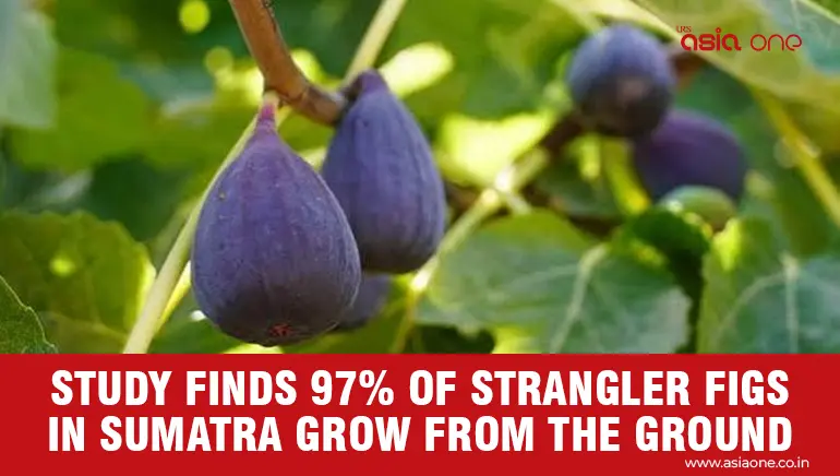 Study Finds 97% of Strangler Figs in Sumatra Grow From the Ground